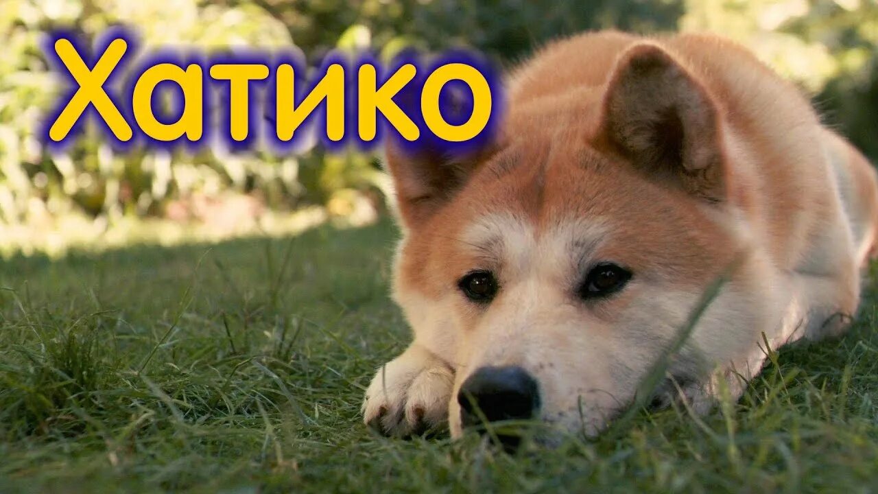 Как называется собака из хатико. Акита-ину. собака хатико. собака акита хатико. сиба ину.