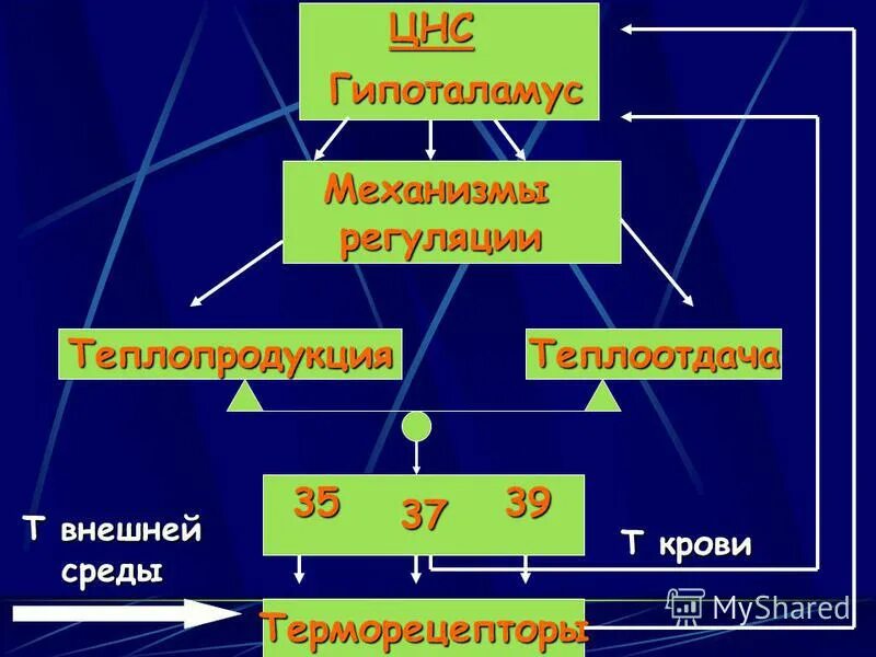 Баланс теплопродукции и теплоотдачи. Регуляция теплообразования и теплоотдачи. регуляция теплопродукции и теплоотдачи. механизмы теплопродукции и теплоотдачи.