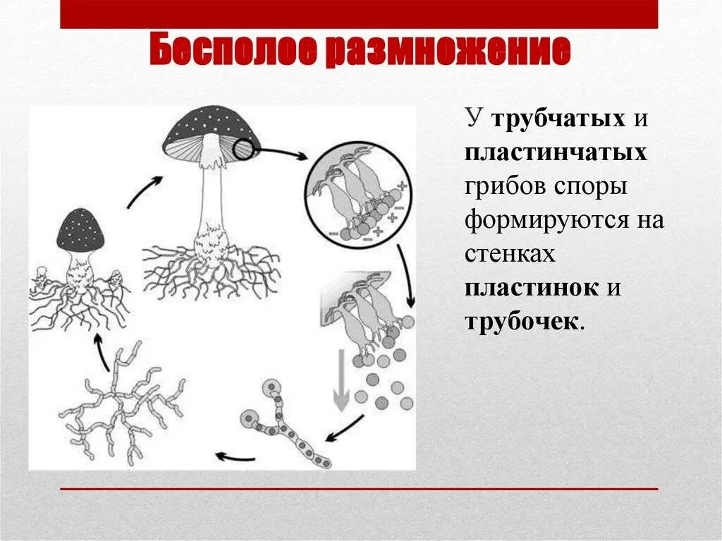 Бесполое размножение спорообразование пример. Бесполое размножение спорообразование пример