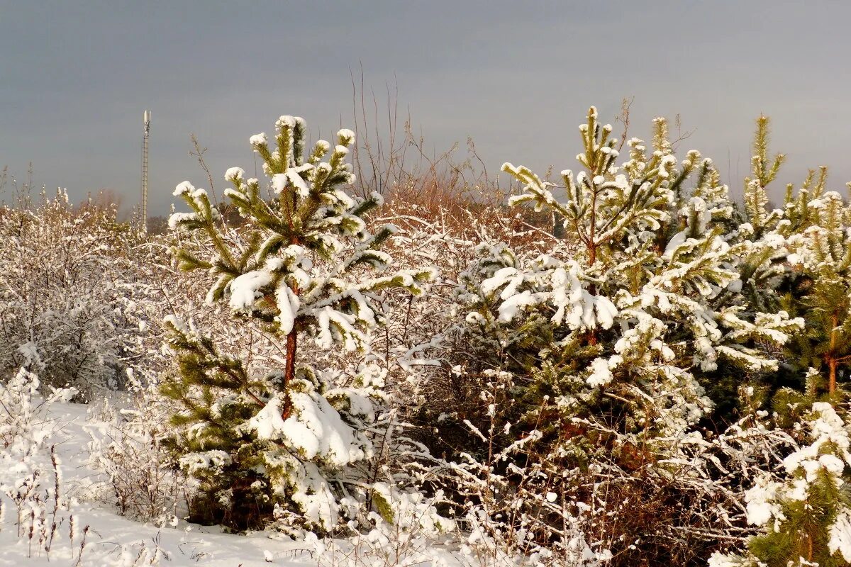 надпись до нового года осталось. через 2 недели новый год. открытка до нового года осталось 14 дней. через 2 недели новый год. дотнового года осталось.