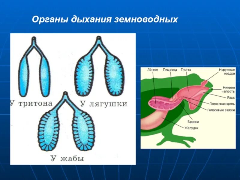 Функцию дыхания у взрослых земноводных. Строение дыхательной системы лягушки. строение дыхательной системы земноводных. дыхательная система земноводных 7 класс биология. дыхательная система амфибий схема.