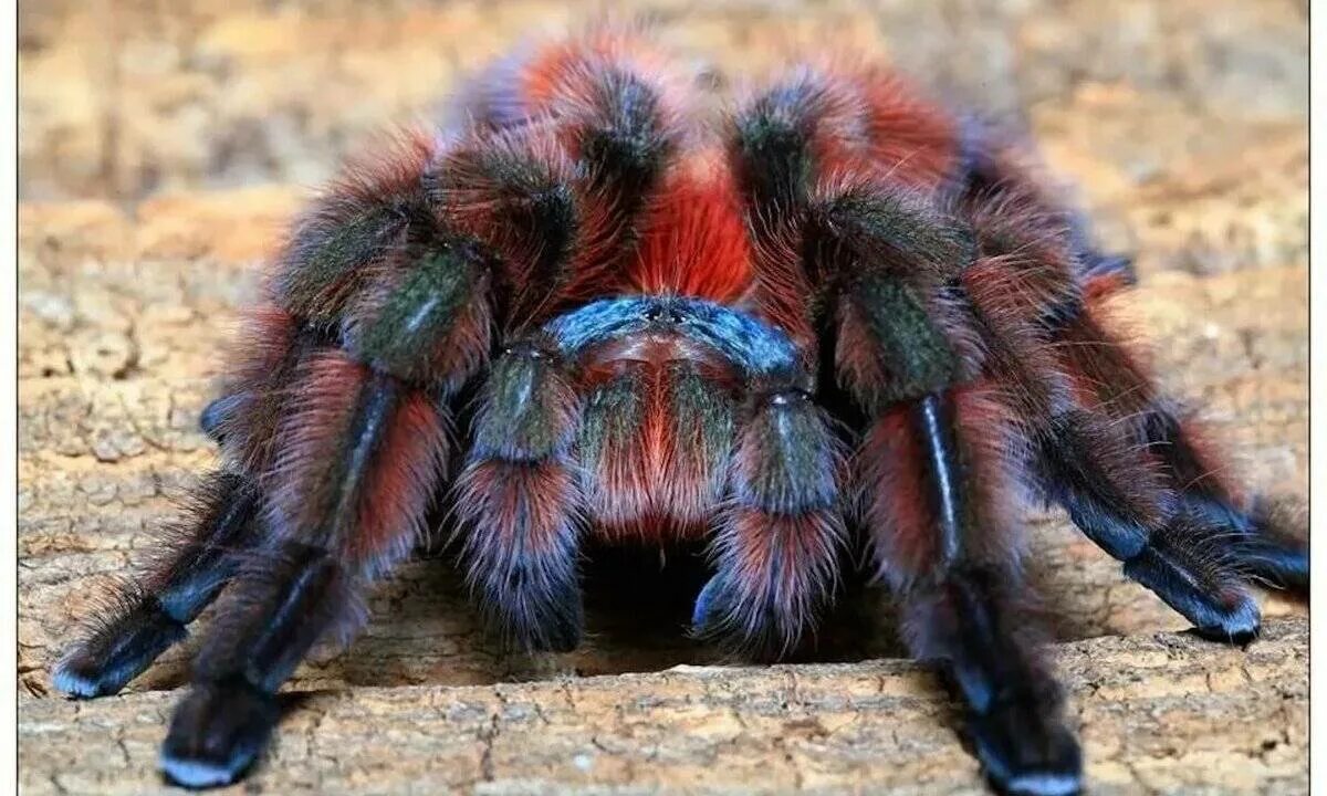 Тарантул птицеед. Паук птицеед avicularia versicolor. авикулярия версиколор. avicularia versicolor (авикулярия версиколор). брахипельма пульхра.