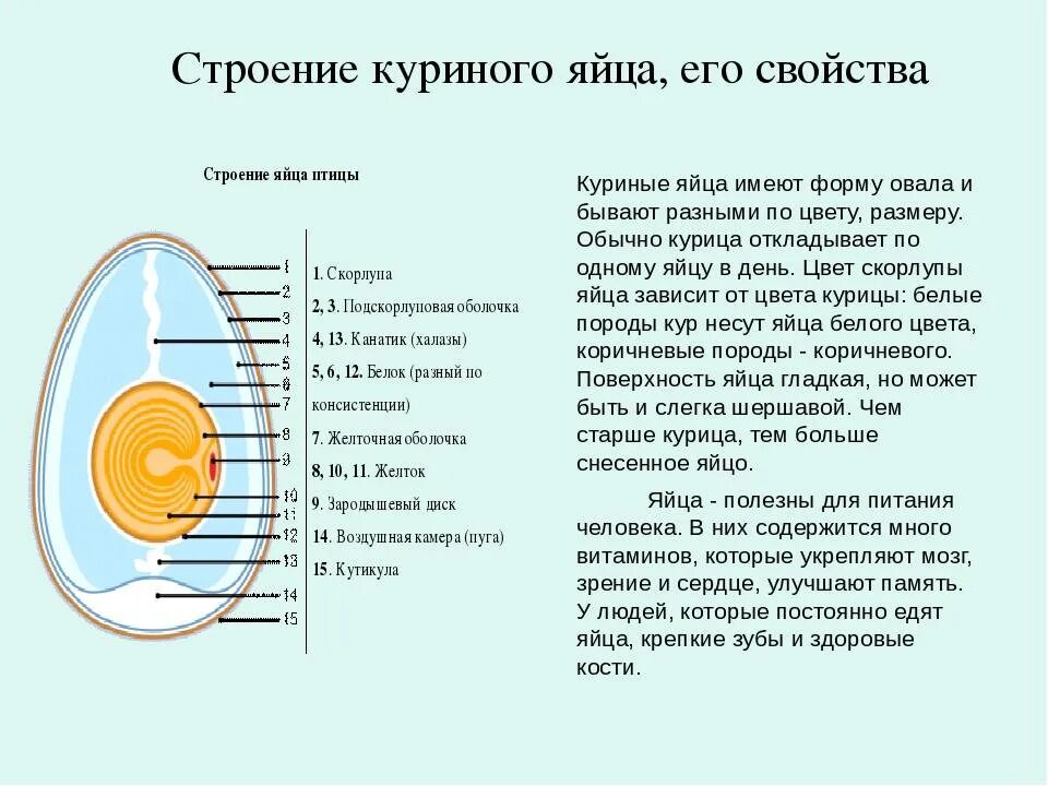 Схема строения куриного яйца. Внутреннее строение яйца курицы. Куриное яйцо строение и функции. Схема внутреннего строения яйца. Значение яйца птицы