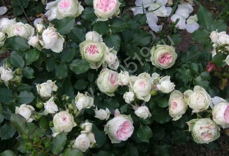 Роза срезочная Лорена Саммерхаус (Rose Lorena Summerhouse) ОКС - Питомник Летний