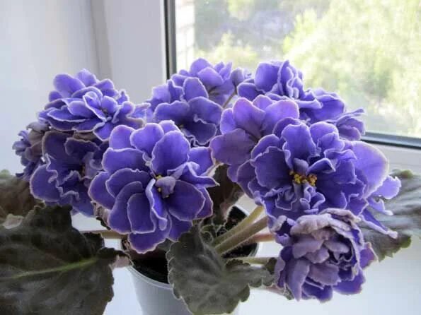 Фиалка русалочка. Фиалка ожерелье русалки. Фиалка ек ожерелье русалки. Фиалка русалочка. Фиалка русалочка.