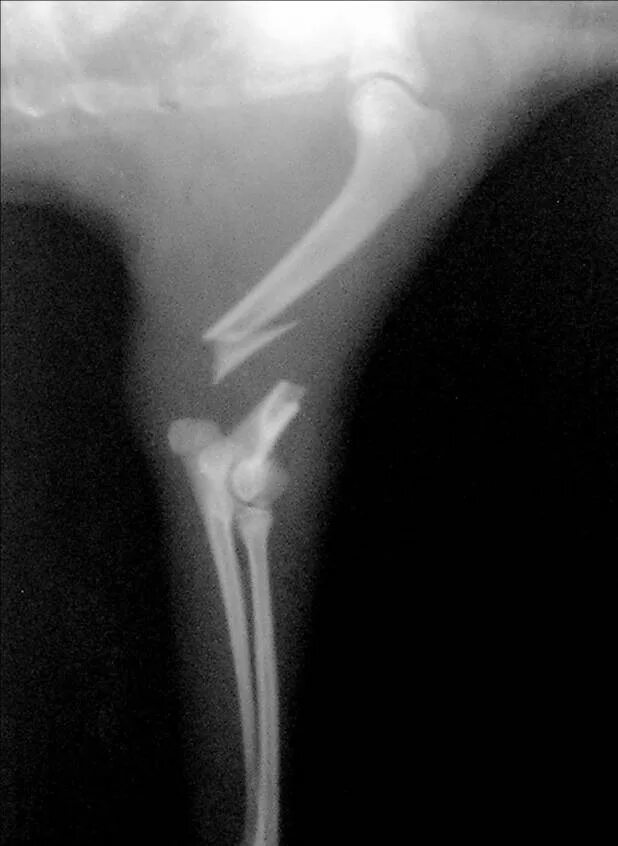 Перелом со смещением собак. Перелом плечевой кости у кота остеосинтез. Рентгеновский снимок переломов кота. Перелом со смещением собак. Аппарат илизарова перелом лапы.
