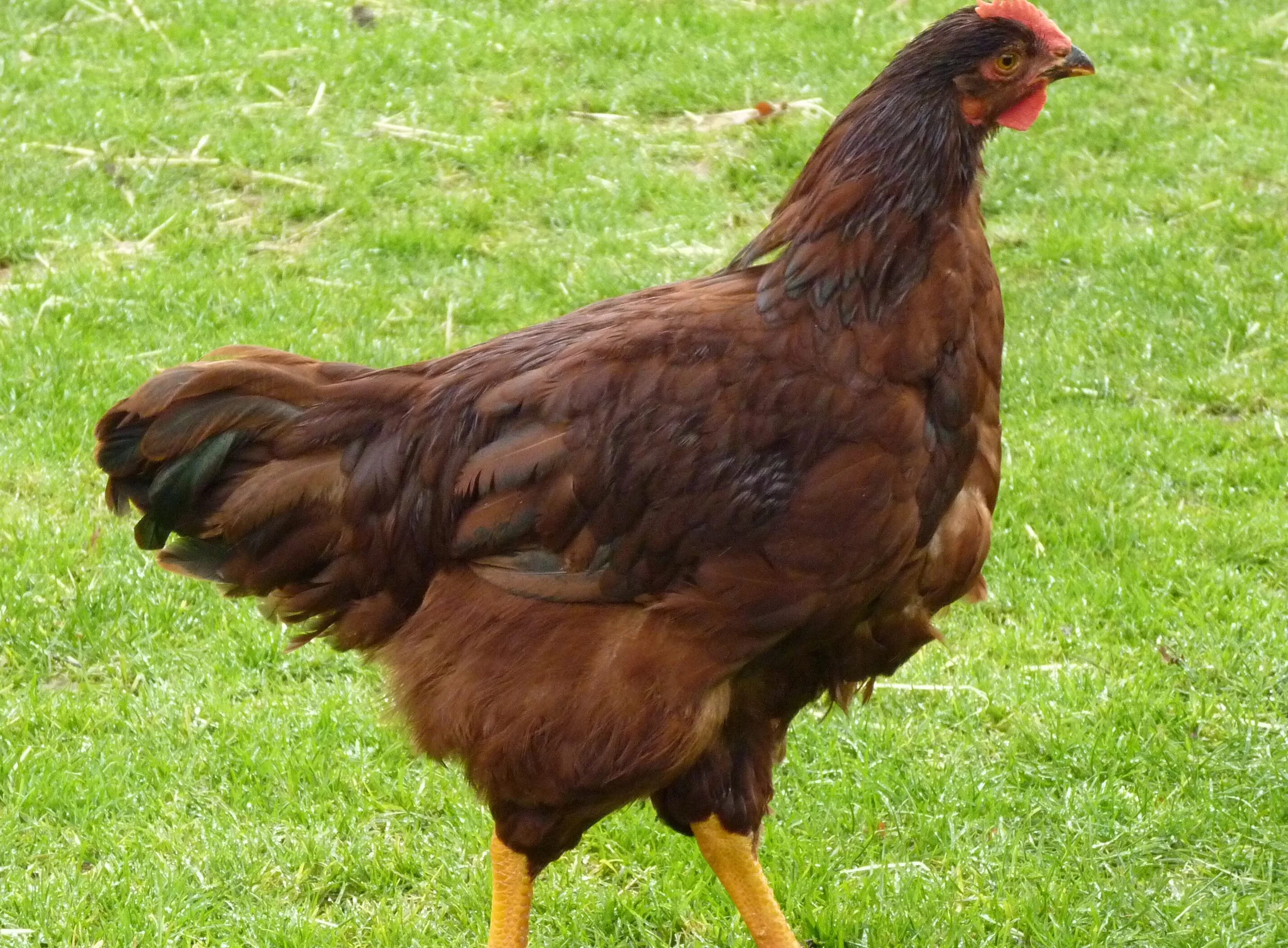 Red chickens. Rhode island red chicken. курица ng. rhode island red. rhode island state.