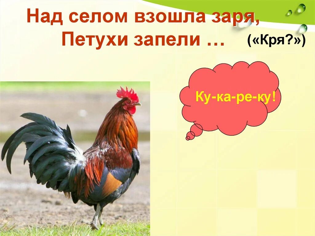 Стих кто как кричит. Петухи пропели. Петушок пропел. Доброе утро петушок давно пропел. Петух ку ка Ре ку.