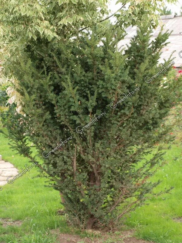 Тис средний Farmen Taxus media Farmen САДОВЫЙ-ТЕАТР.РФ