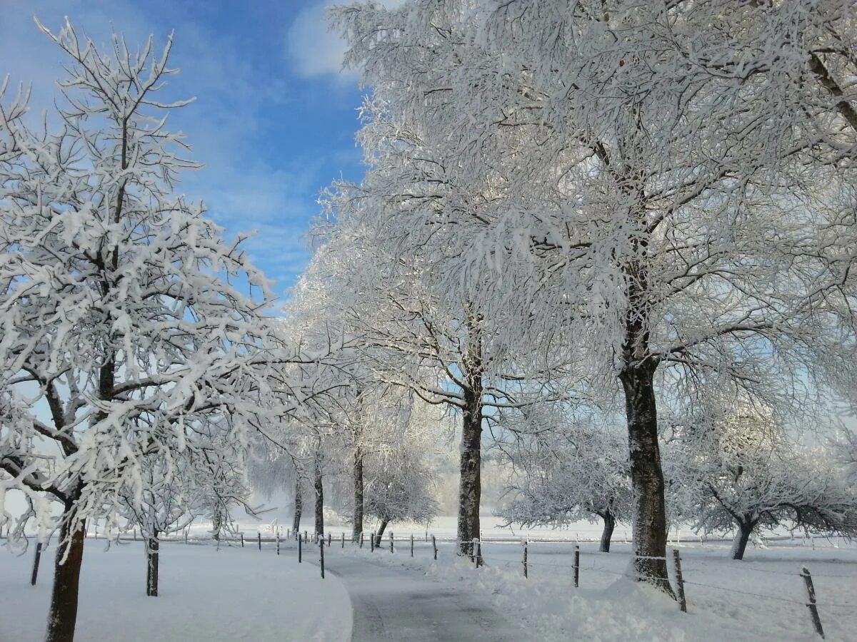 Free Images : tree, branch, mountain, cold, white, sunlight, flower, frost, ice,