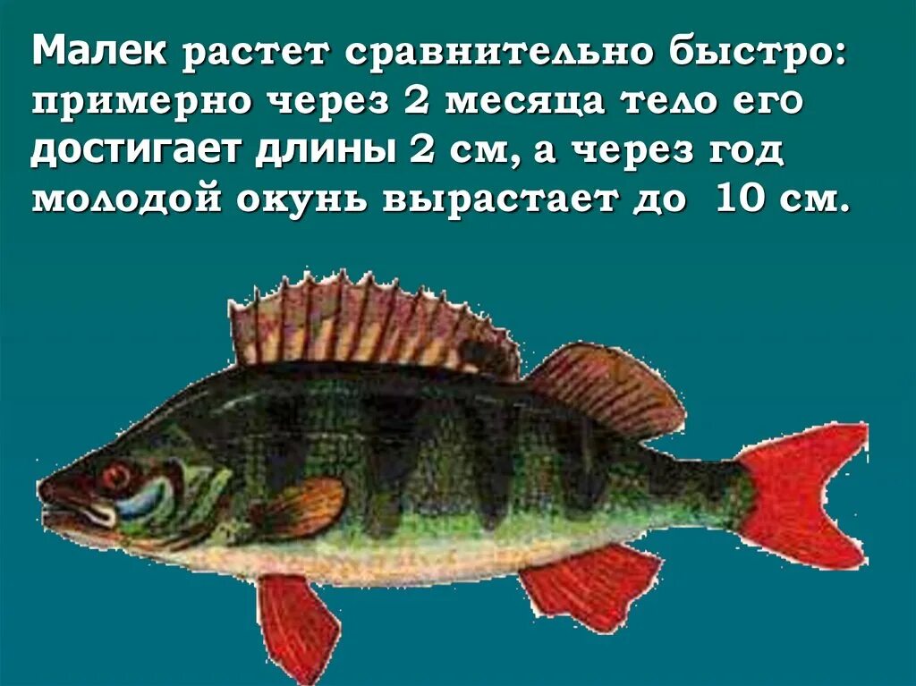 Что означает слово мальки. Информация о рыбе окунь. Доклад про окуня. Окунь описание рыбы. Окунь описание.