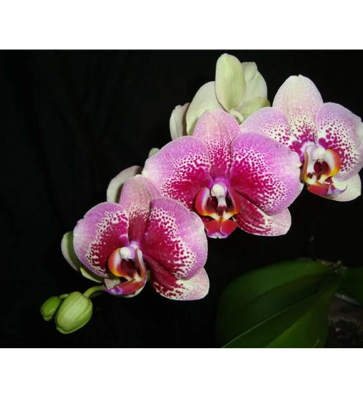 фаленопсис даймонд. фаленопсис каррибиан дрим. Leopard prince sogo diamond орхидея. сого диамонд. фаленопсис leopard prince sogo diamond.