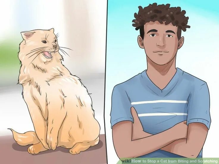 Как отучить кошку нападать на руки. Как отучить кота кусаться и царапаться. как отучить котенка кусаться. как заставить кошку перестать кусаться. как отучить кота кусаться и царапаться за руки и ноги.