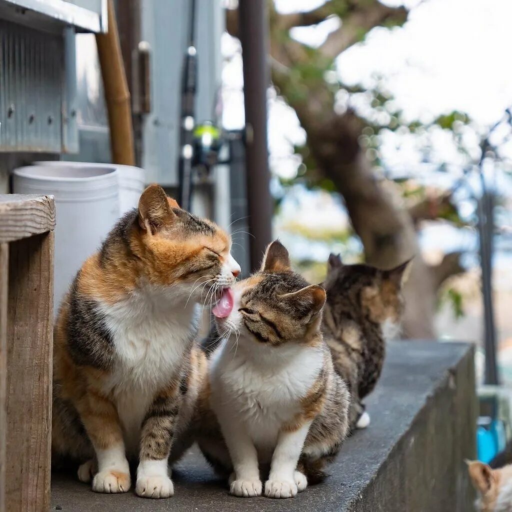 Уличные котята. Уличный кот. Коты на улице. Коты на улицах Японии. Hello street cat live