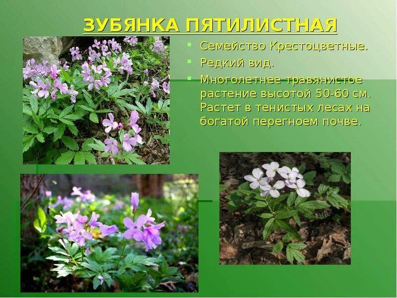 Растения красной книги рязанской области фото и описание - Profhobby.ru