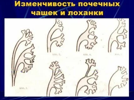 Удвоение члс