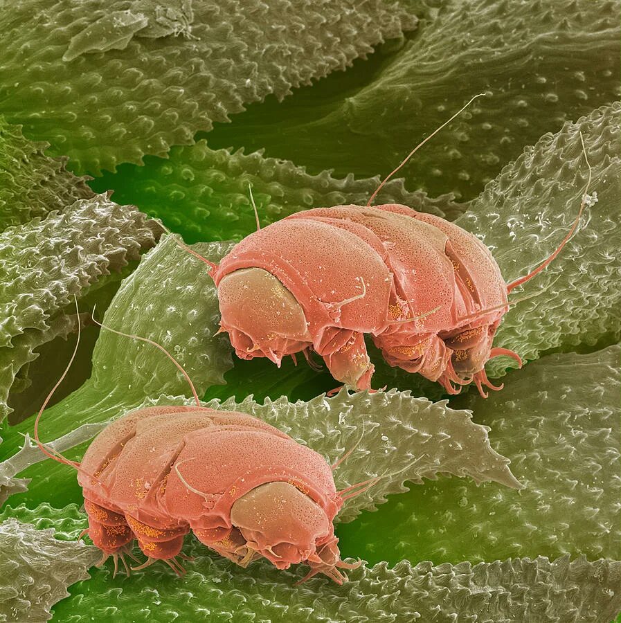 систематика тихоходок. микроорганизм тихоходка. тихоходка или водяной медведь. бактерия тихоходка. анатомия тихоходки.