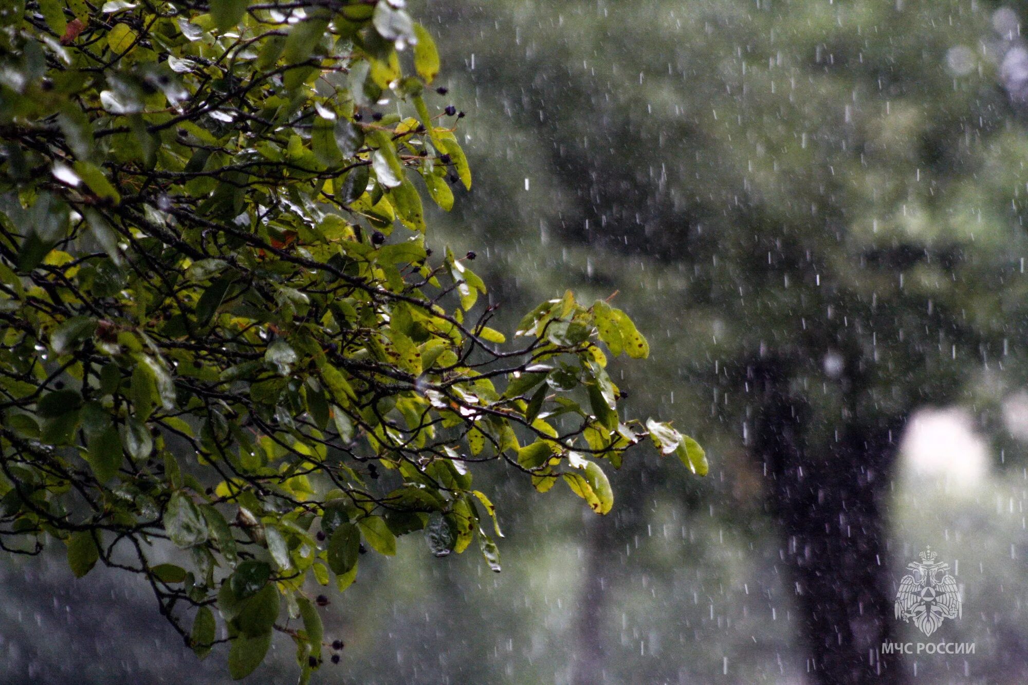 Дождь. Природа дождь. Летний ливень. Весенний дождик. Дождь без ветра