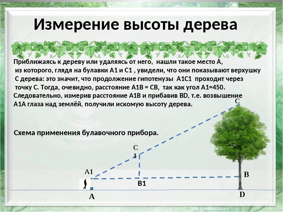 Человек рост которого составляет. Измерение высоты дерева. Как измерить высоту дерева. Определение высоты дерева. Способы измерения высоты дерева.