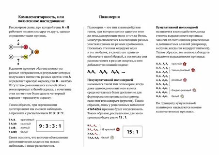 Задачи на полимерию с решением генетика