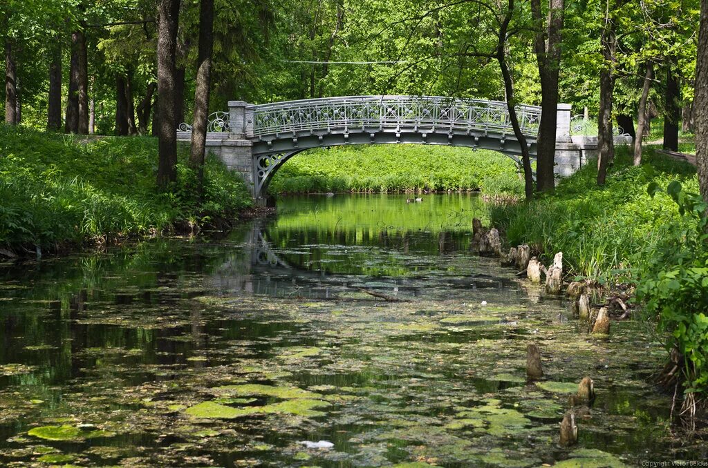Леса в гатчине. Корпиково гейзеры. Борницкий лес гатчинский район. Лесной квартал кострома. Парк гатчина водный лабиринт.