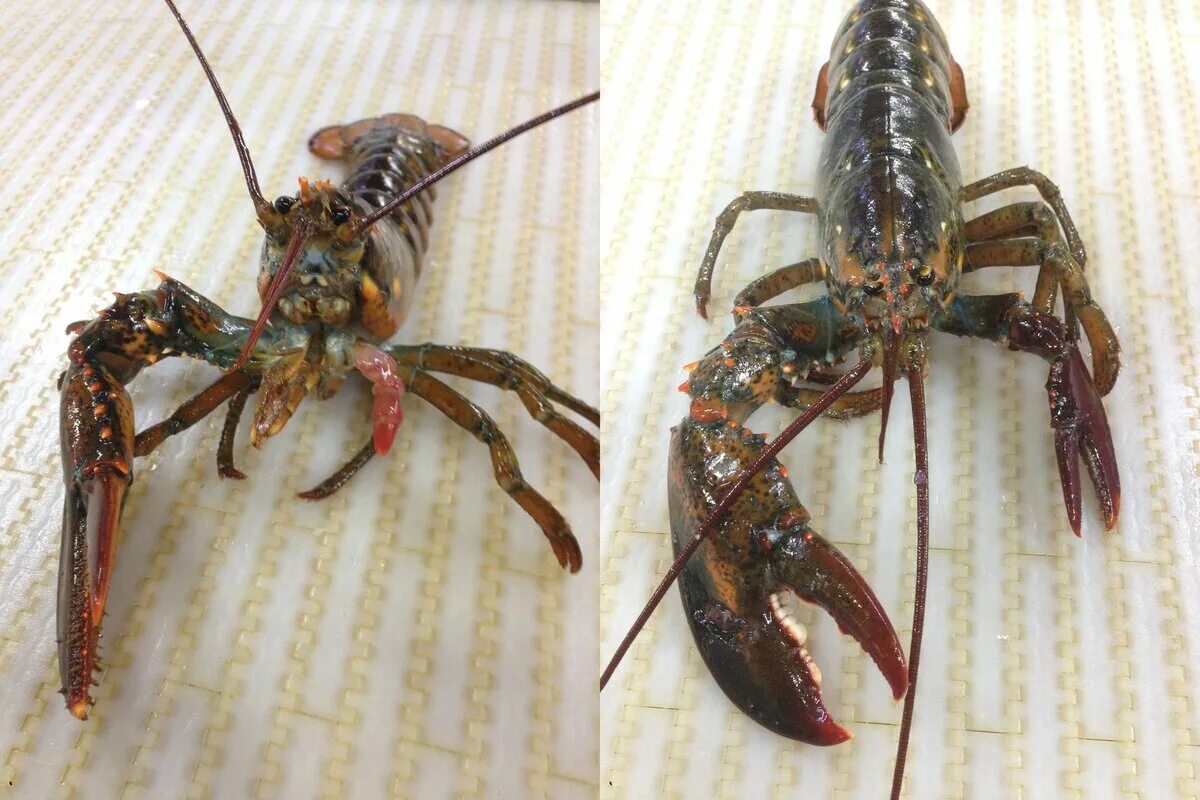 Краб с поднятыми клешнями. Рачки максимальный размер. Онкология желудка первые симптомы. Какого размера рачки. Онкология молочной железы 4 стадия.