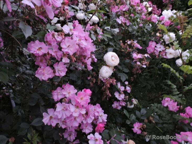 лавендер дрим lavender dream роза. роза почвопокровная лавандер. куст лавандер дрим.