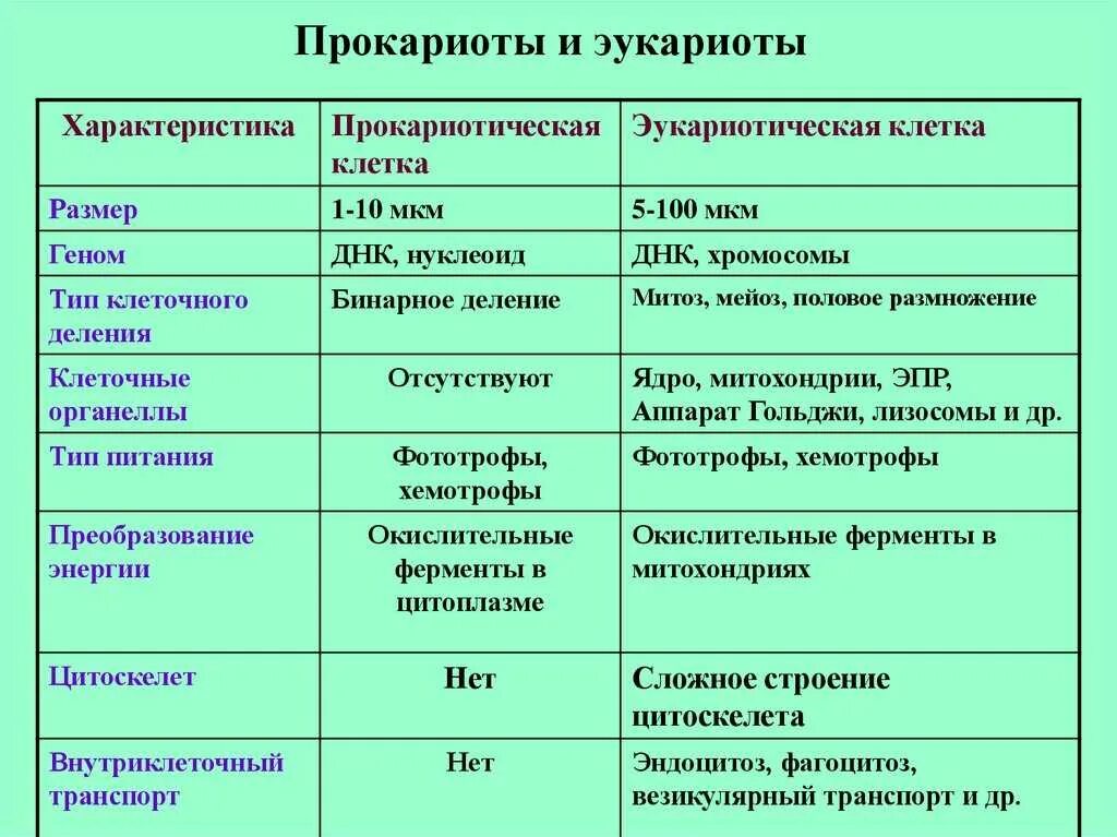 Установите соответствие между клетками их функции