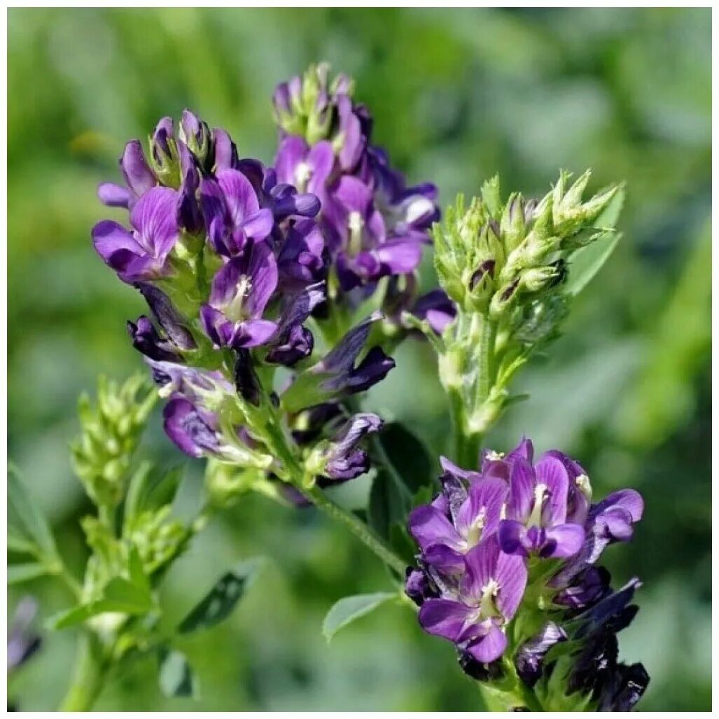 Люцерна фото окружающий. Люцерна посевная medicago sativa. Люцерна посевная. Люцерна фото окружающий. Люцерна изменчивая семена.