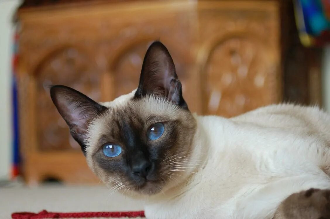 Сиамская порода котов. Сиамская кошка сил-Пойнт. Сиамская и тайская. Сиамский Сноу-Шу. Тайский сиамский кот.