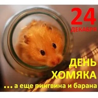 Мем грустный хомяк скрипка