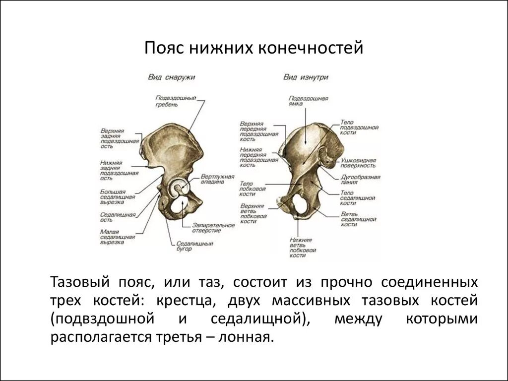 Кости пояса нижних конечностей анатомия. Строение скелета человека пояс нижних конечностей. Пояс нижней конечности тазовая кость. Анатомия костей пояса нижней конечности.