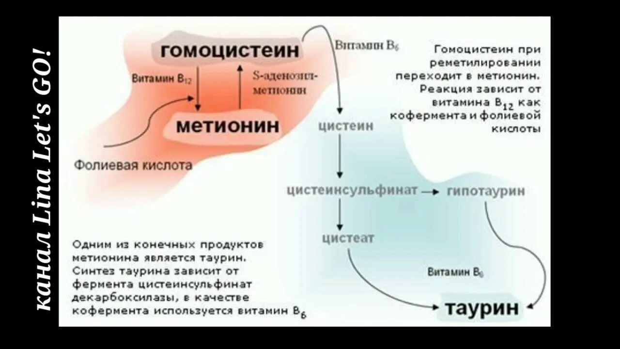 Метаболизм гомоцистеина витамин в12. Метаболизм метионина гомоцистеин. Взаимосвязь обменов фолиевой кислоты и витамина в12 (фолатный цикл).. Цикл фолиевой кислоты в организме.