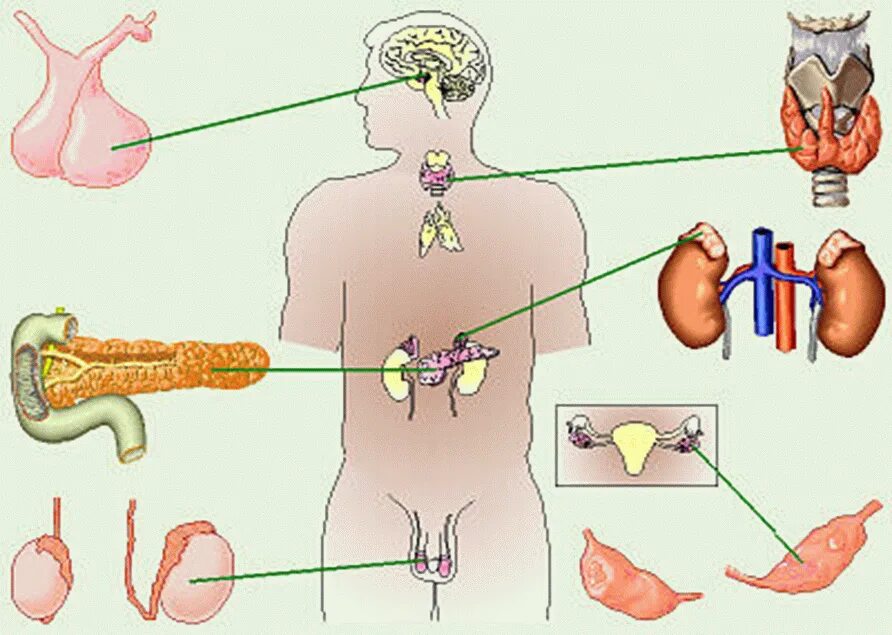 Железы внутренней секреции. Эндокринная система человека. Органы эндокринной системы человека. Эндокринные железы человека.