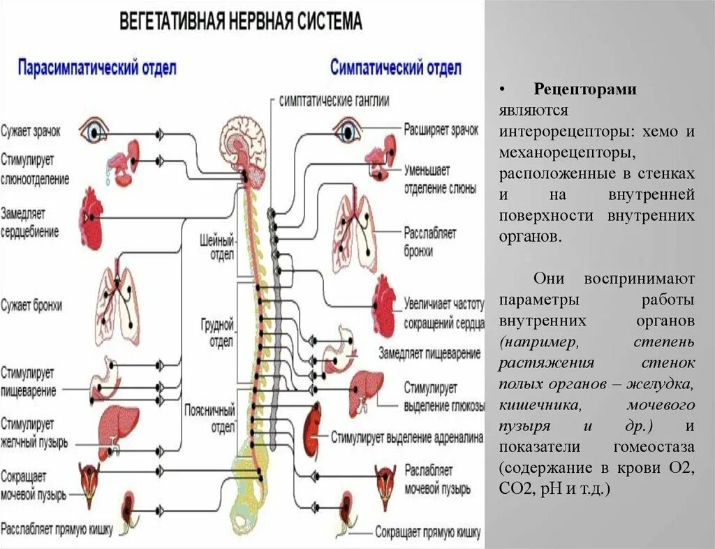 Симпатический подотдел автономного отдела нервной системы. Строение симпатического отдела вегетативной нервной системы схема. 2 Отдела вегетативной нервной системы. Вегетативная нервная система строение и функции. Вегетативная часть нервной системы (схема).