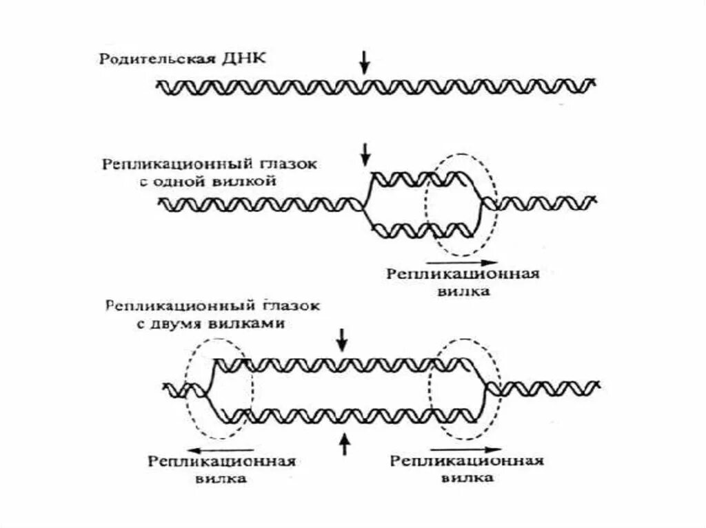 Фермент вилка. Репликация ДНК репликон. Схема репликации ДНК эукариот. Репликация у эукариот репликационный глаз. Схема репликационной вилки.