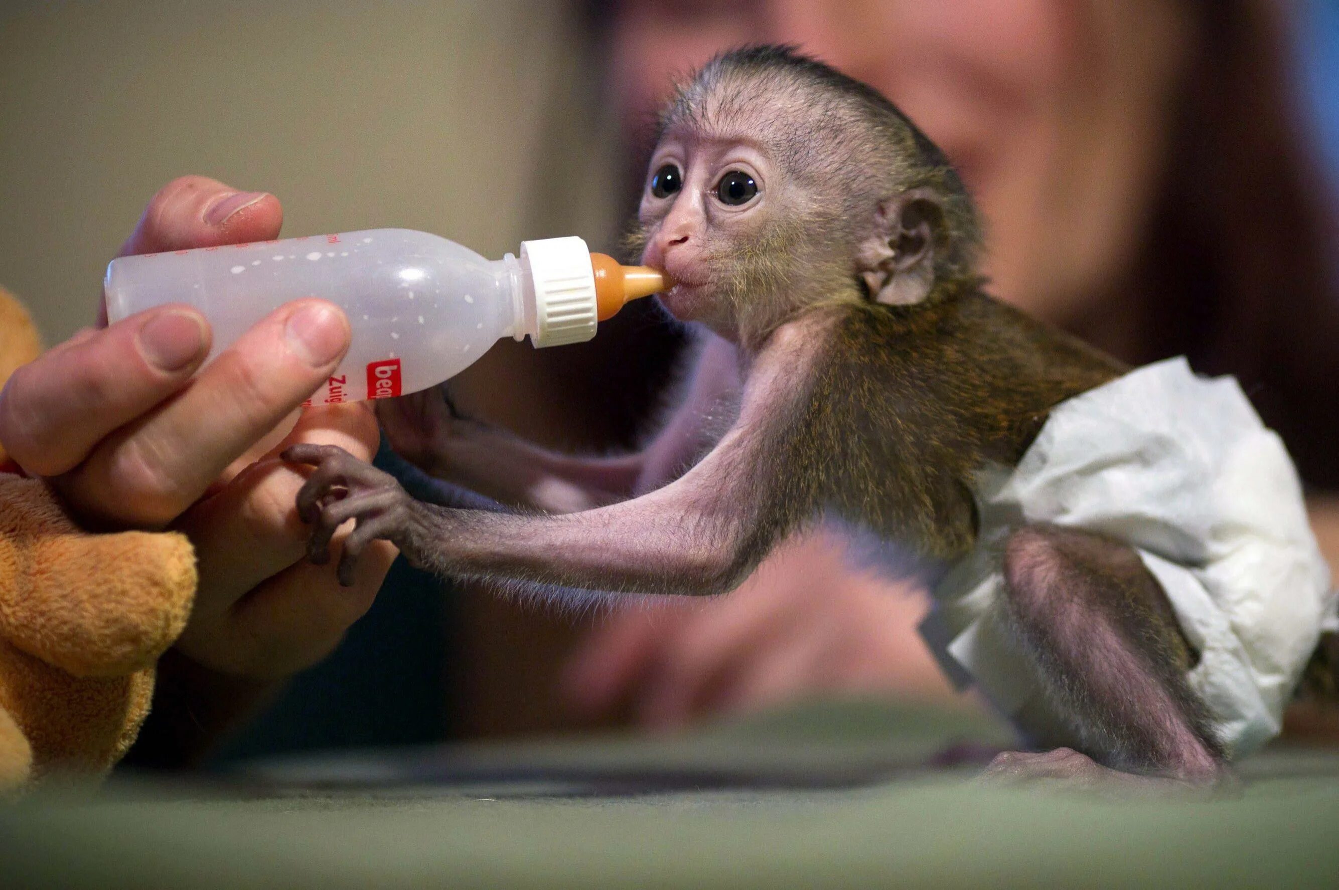 Мирикина ночная обезьяна. Белоухий капуцин. Обезьяна породы капуцин. Маленькая обезьянка порода капуцин. Примат содержания.