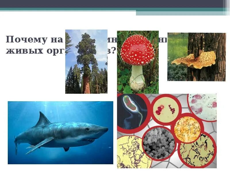 Живые организмы. Животные организмы. Живые организмы. Борьба за существование и естественный отбор. Среды обитания живых организмов.