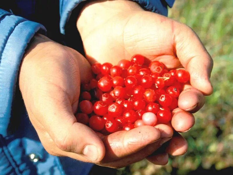 какую ягоду называют клоповкой. какую ягоду называют клоповкой. красника клоповка сахалинская. клоповка сахалинская ягода. ягода клоповка на сахалине.