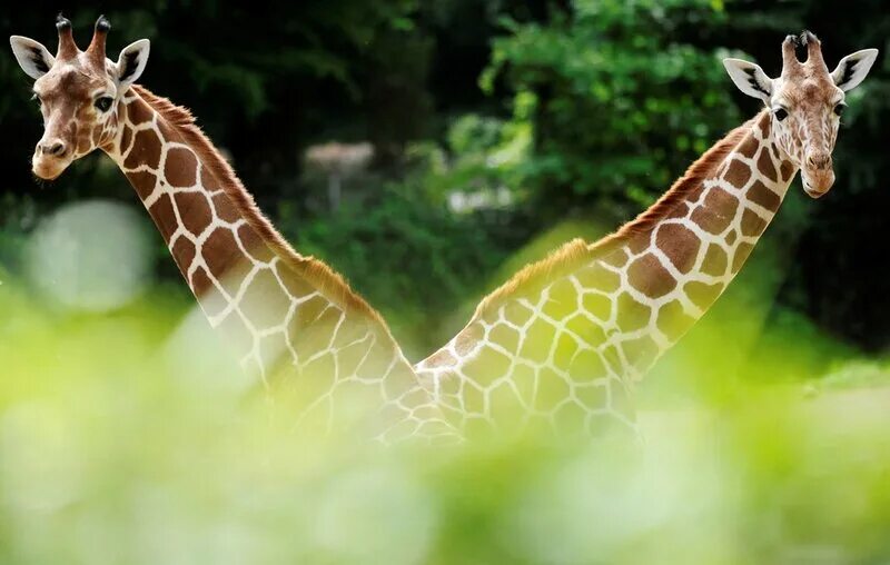 Нужны ли зоопарки. Сингапурский Жираф. Жираф ест листья. 2 Жирафа. Singapore Zoo Жираф.