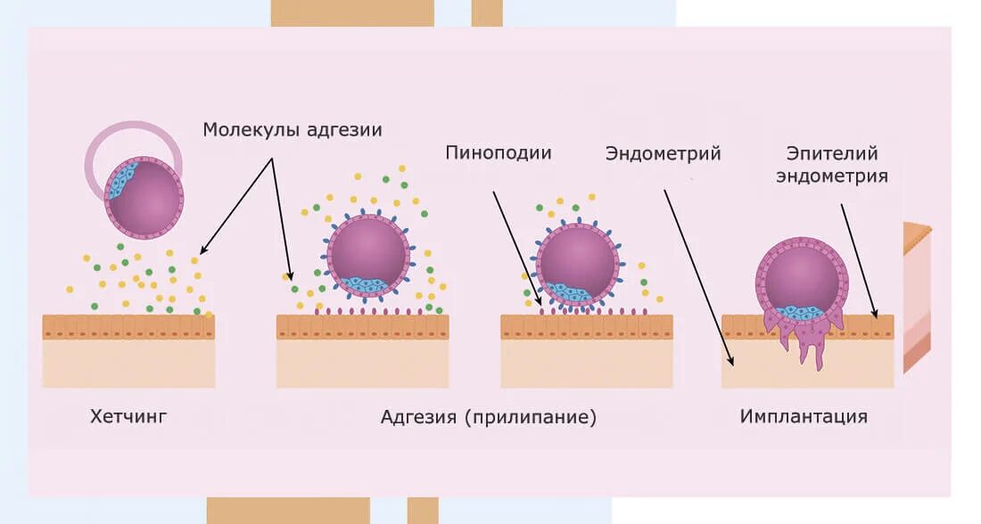 Имплантация время. Процесс имплантации оплодотворенной. имплантация оплодотворенной яйцеклетки. имплантация бластоцисты в матку. прикрепление эмбриона к эндометрию.