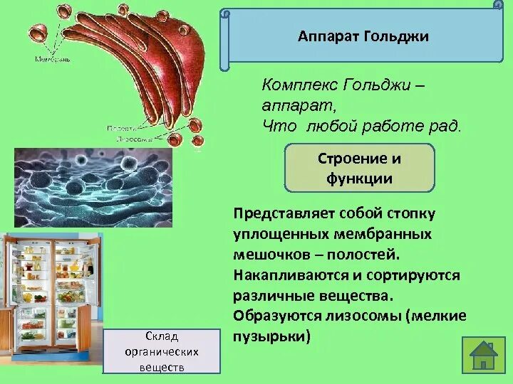 Перечислить функции комплекса гольджи. Комплекс гольджи строение и функции. функции аппарата гольджи в растительной клетке. комплекс гольджи строение м функции. комплекс голеджифункции строение.