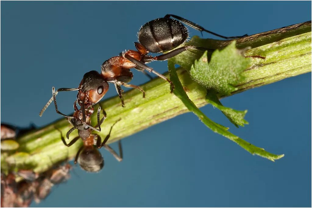 Рыжий муравей питание. Муравей. Муравьи питаются. Что едят муравьи. Муравей ест гусеницу.