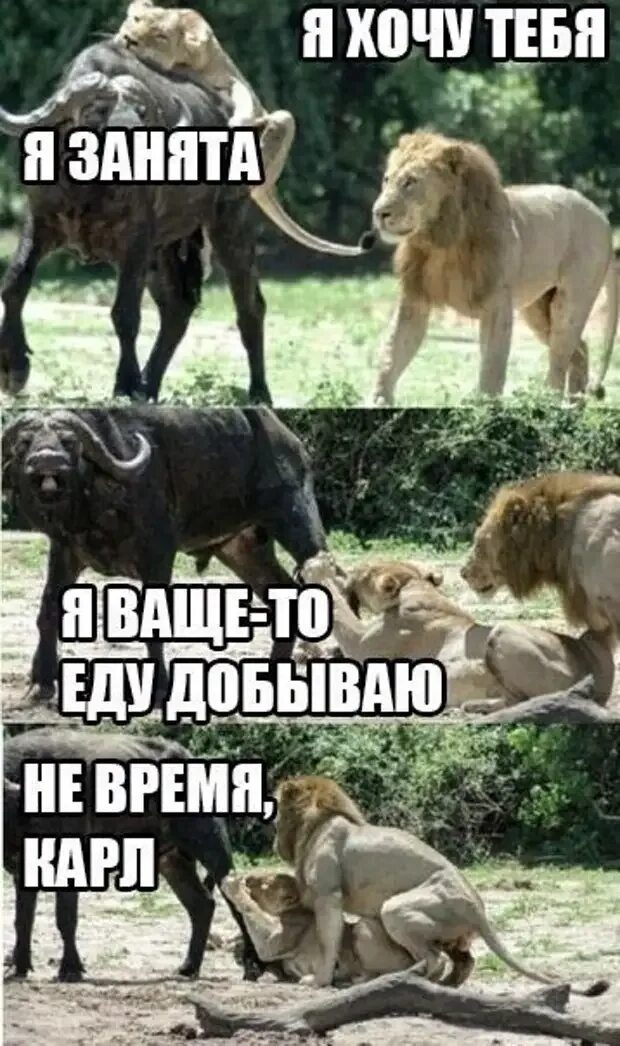 Приколы про Львов. Лев прикол. Лев мемы. Мемы животные.