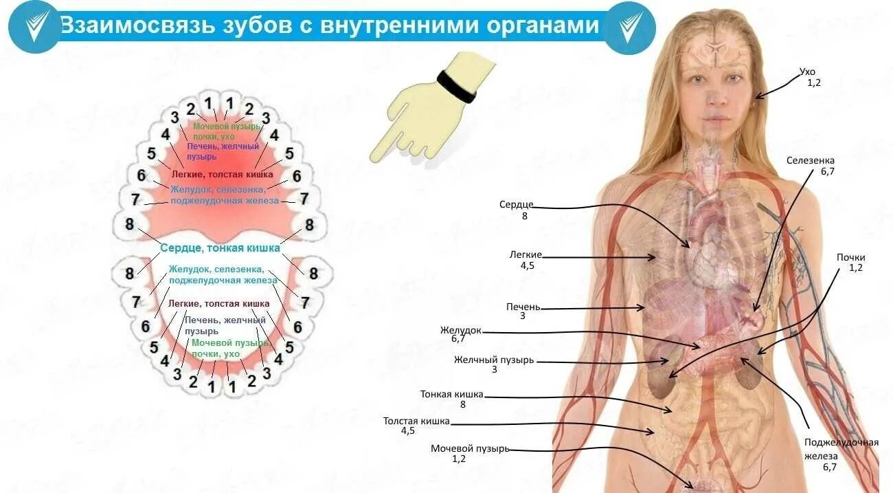 Как определить больной орган. Зубы связаны с внутренними органами схема. Взаимосвязь зубов и внутренних органов. Зубы и болезни внутренних органов человека. Взаимосвязь зубов и внутренних органов человека.