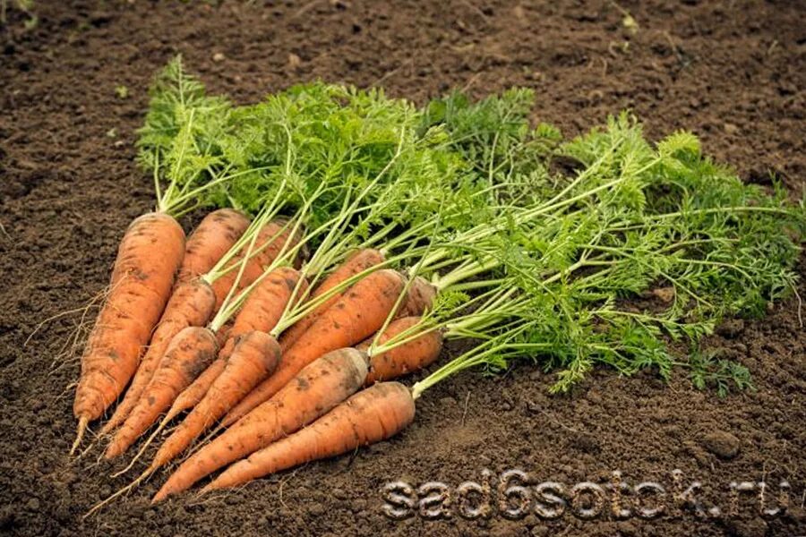 Морковь в черноземье. Морковь. Морковь на грядке. Морковь в огороде. Морковь растение.