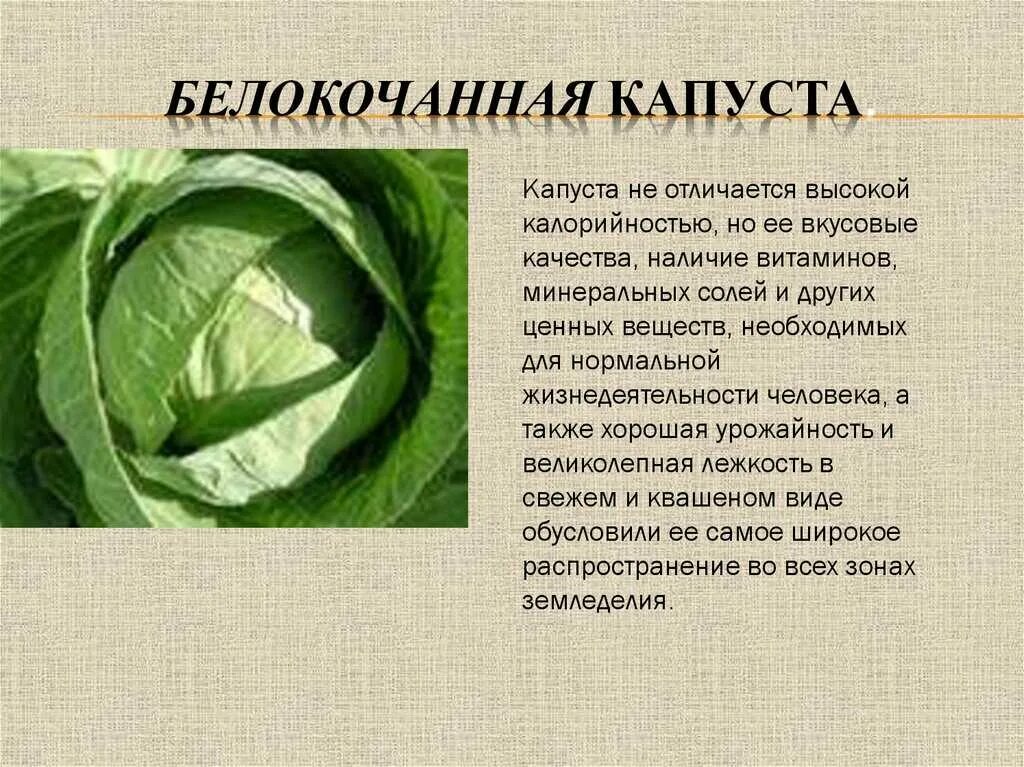 Сколько витаминов в капусте. Капуста белокочанная описание. Полезные вещества в капусте белокочанной. Строение белокочанной капусты. Витамины в капусте белокочанной.