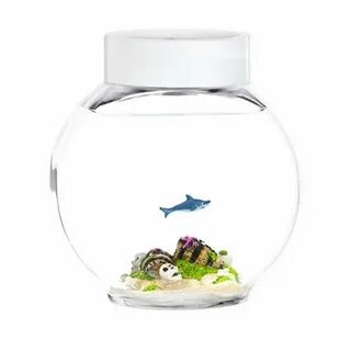 Pets fish
