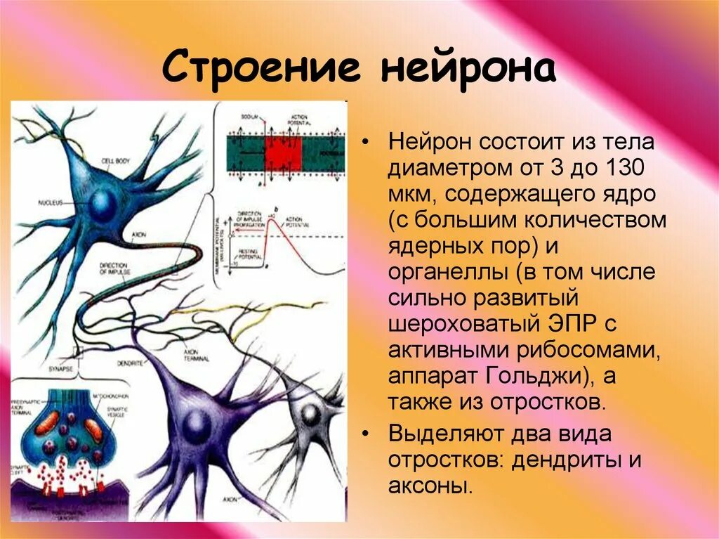 Включает несколько слоев нейронов. Строение ядра нейрона. Название и функции структурных частей нейрона. Нейрон строение и функции. Нервная система строение нейрона.