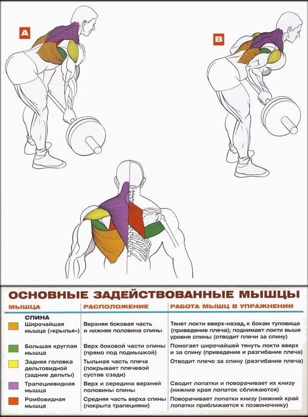 Упражнения на нижнюю спину. Упражнения для накачки трапециевидных мышц спины. Прокачка широчайшей мышцы спины гантелями. Упражнения для прокачки широчайших мышц спины штангой. Прокачка крыльев штангой.